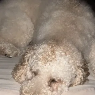 Before grooming appointment