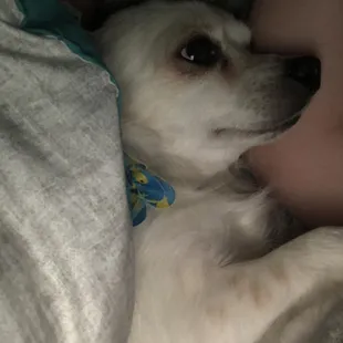 Jaspers Ducky flower