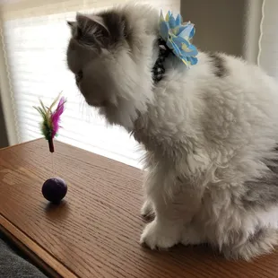 Minnow with he's new toy and flower from Earthwise