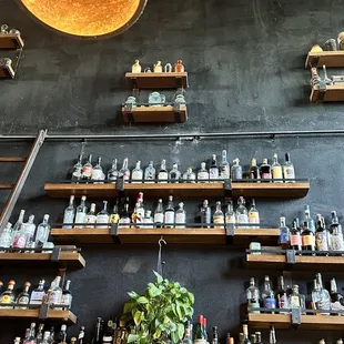 shelves filled with liquor bottles
