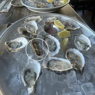 Oysters