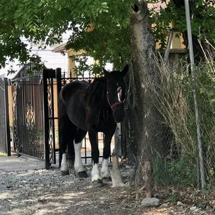 Neighbor next door has a horse. No big deal.