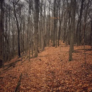 Gloom on the trails.