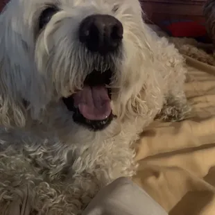 Ale, our beloved cockapoo of 14 years.