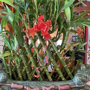 The Bamboo planter!