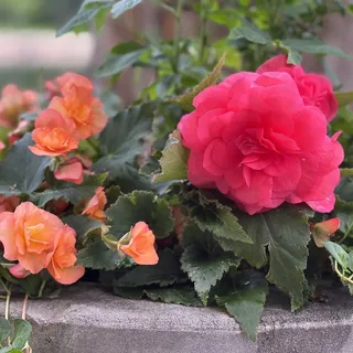 Joy S.