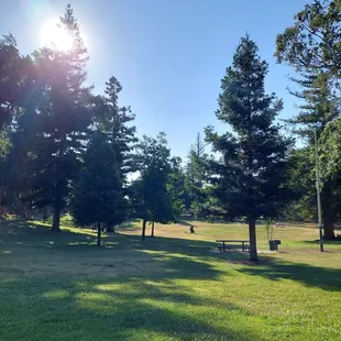Open grass area and lots of trees