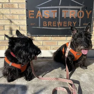 Persey and Calvin enjoying the patio