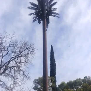 Nice palm tree