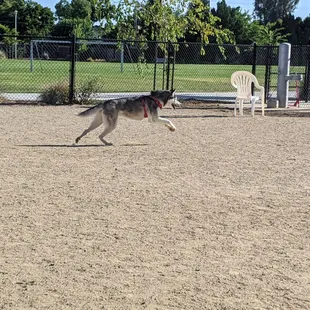 Tired dog is a happy dog