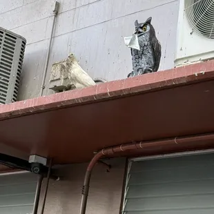Hmmm just noticed this owl statue outside. Is it to deter cat or birds? I guess it doesn&apos;t work with this bird!