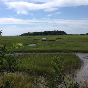 Marsh overlook