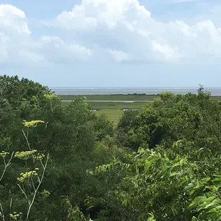 Forest and marshland
