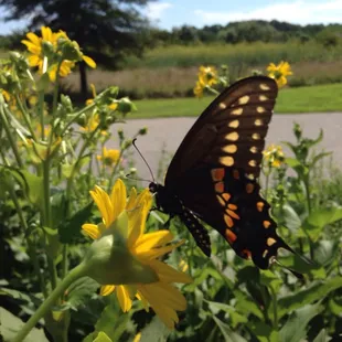 Lots of beautiful butterflies in the native plant gardens