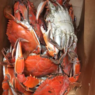 Paid $50 for this dozen male crabs. so tiny and light . not worth it