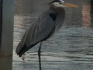 Port Penn Bait & Tackle