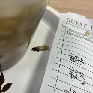 A bug found in my 24. War Wonton Soup