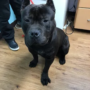 Handsome fella: all grown up