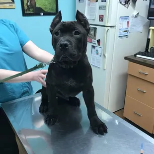 Handsome fella: post op ear crop