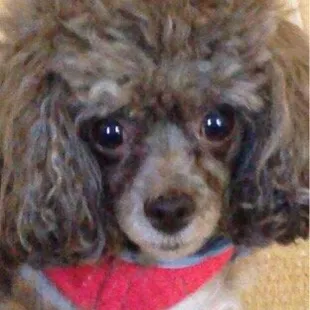 Sophie, 9 lbs, brown poodle, pre-grooming at Eastland.