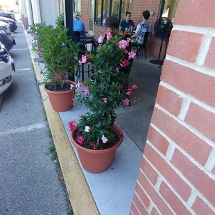 Flowers outside