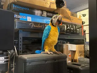 Goodguys Music & Sound