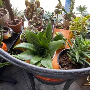 I love the plant life inside the restaurant.