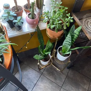 I love the plant life inside the restaurant.