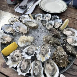 Oysters