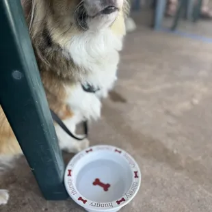 So dog friendly they have real dog bowls for your pup