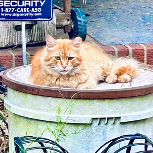 an orange cat in a pot