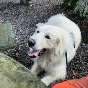 Here for the hot dogs!! We love Glizzys!