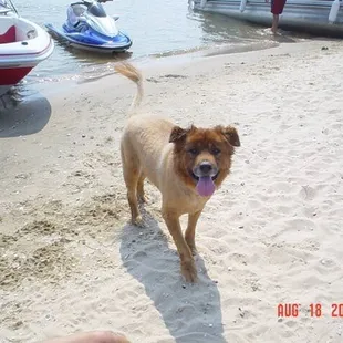 Big Dog on Goat Island