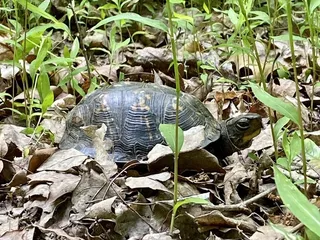 Anne Springs Close Greenway