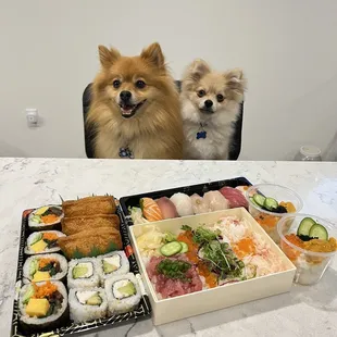 two dogs sitting at a table with sushi