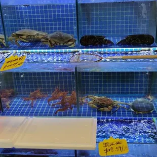 crabs