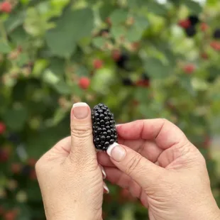 Can you believe the size of these sweet blackberries?!