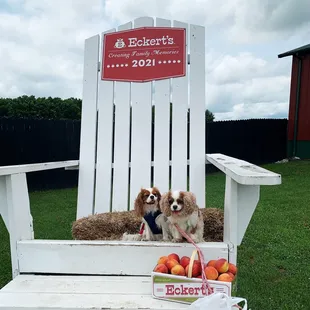 Our dogs enjoy a photo opportunity.