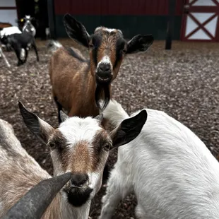 Feed adorable goats.