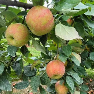 Goos quality Honeycrisp!