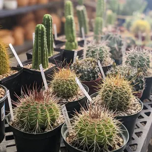 Cacti galore