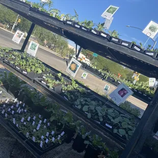 Winter vegetables and greens starters are ready for your garden