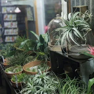 So many air plants!