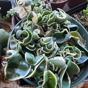 Variegated Hindu rope! SO hard to find, and a definite wishlist plant.