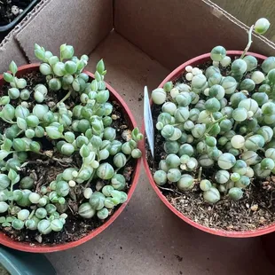 Variegated string of pearls! So cute and such a good price that I bought two, in case I needed a backup. Yay!!!