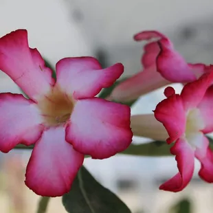 Adenium flower