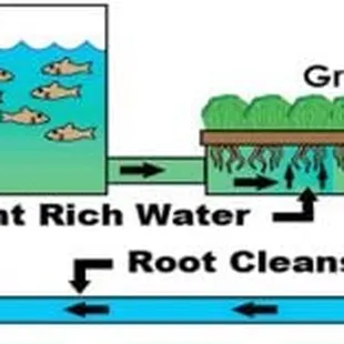 Aquaponics: Fish + Plants = Food