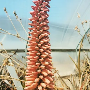 Aloe extravaganza