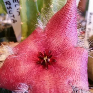 Stapelia hirsuta