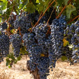 Healthy, happy, grapes, growing abundantly in our Alexander Valley Vineyard!